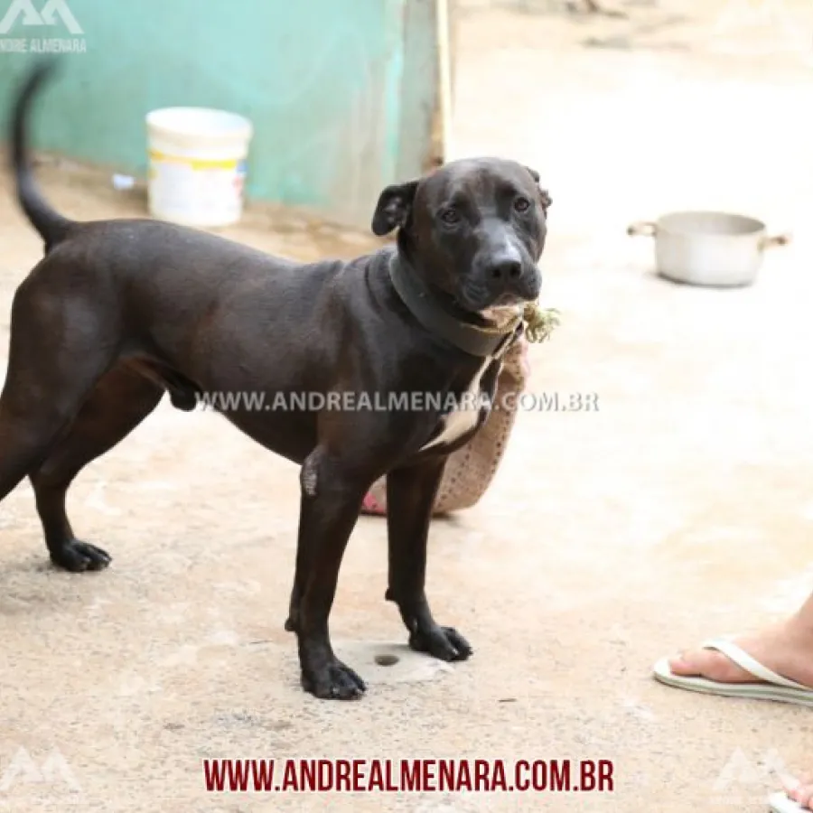 Criança é atacada por cão no Conjunto Requião em Maringá
