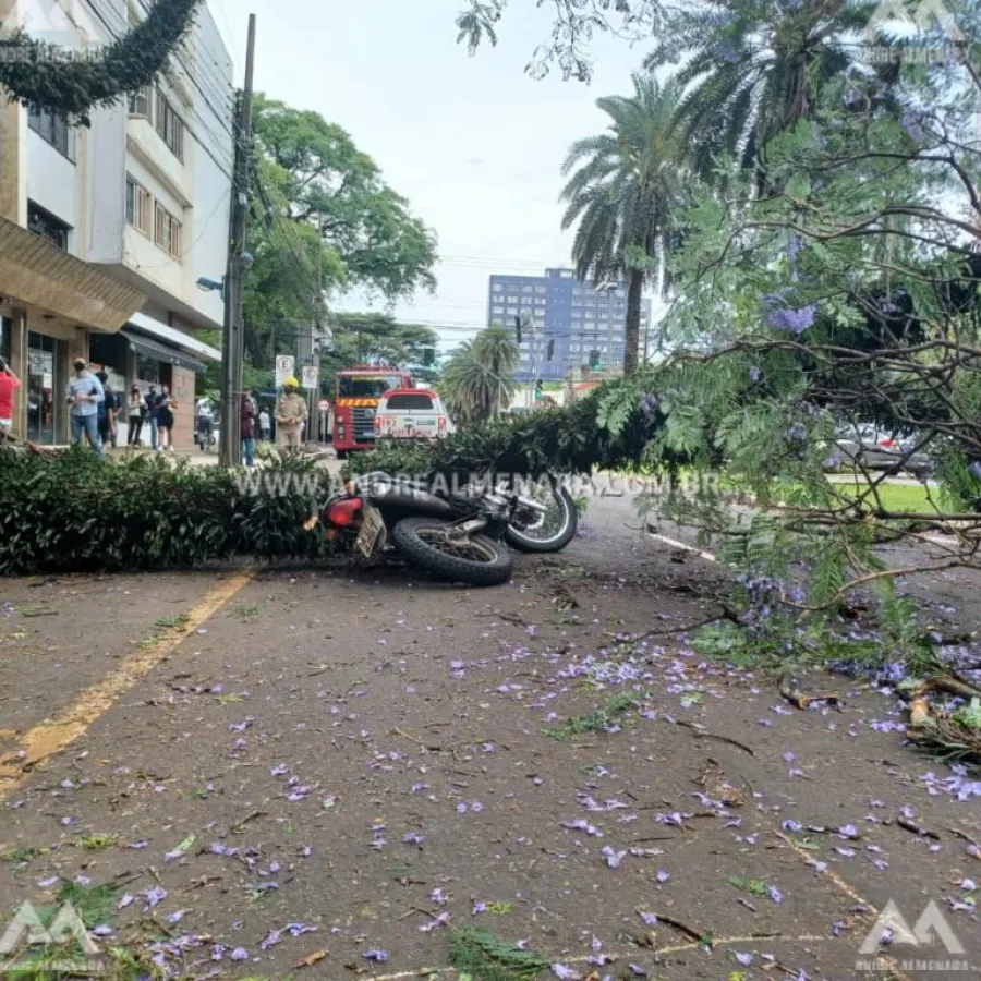 Árvore cai e atinge motociclista no centro de Maringá