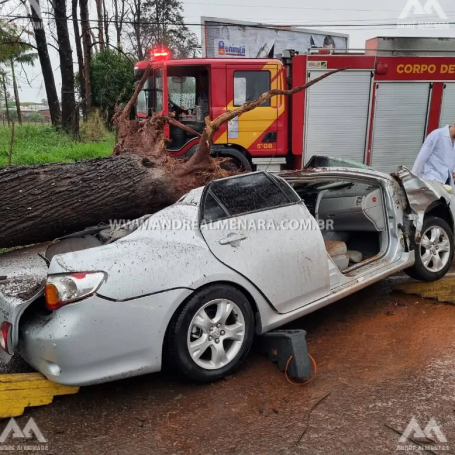 Árvore cai e esmaga carro na Avenida Paranavaí em Maringá