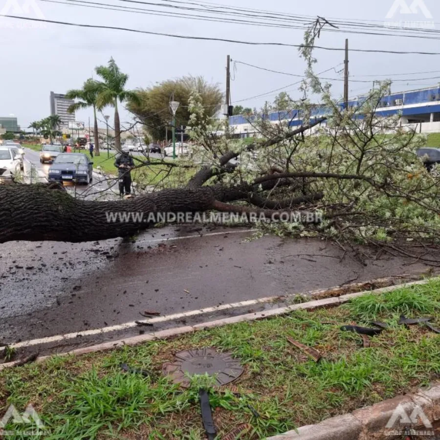 Árvore cai e esmaga carro na Avenida Paranavaí em Maringá