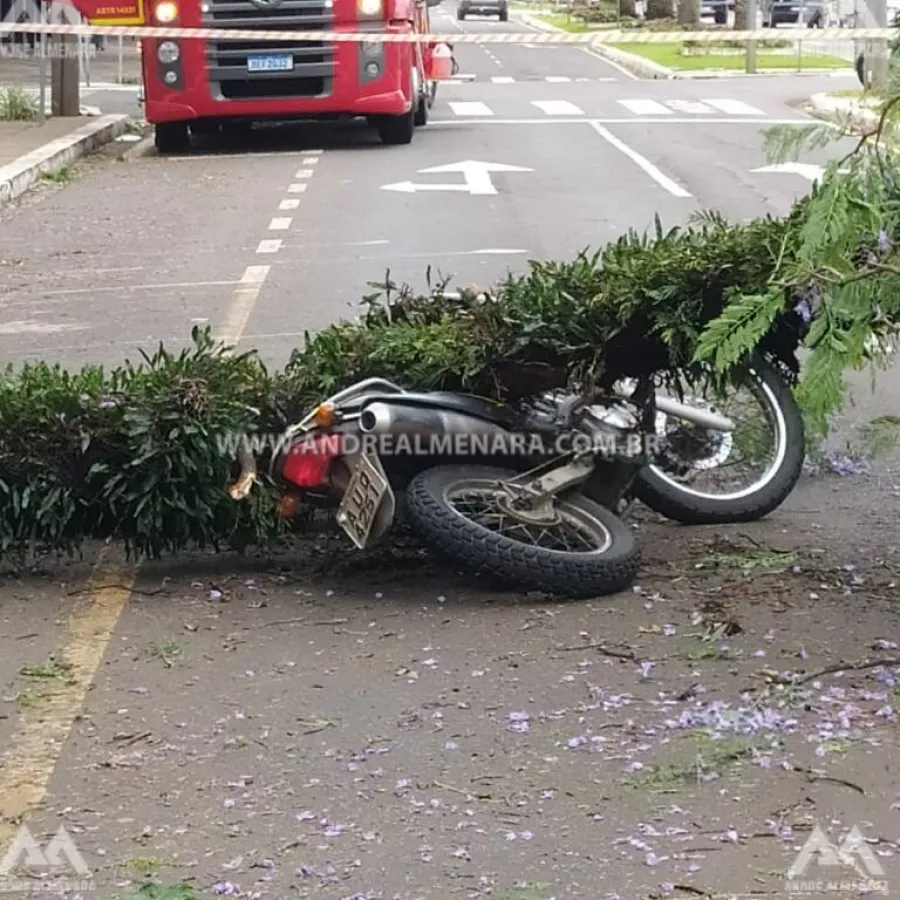 Árvore cai e atinge motociclista no centro de Maringá