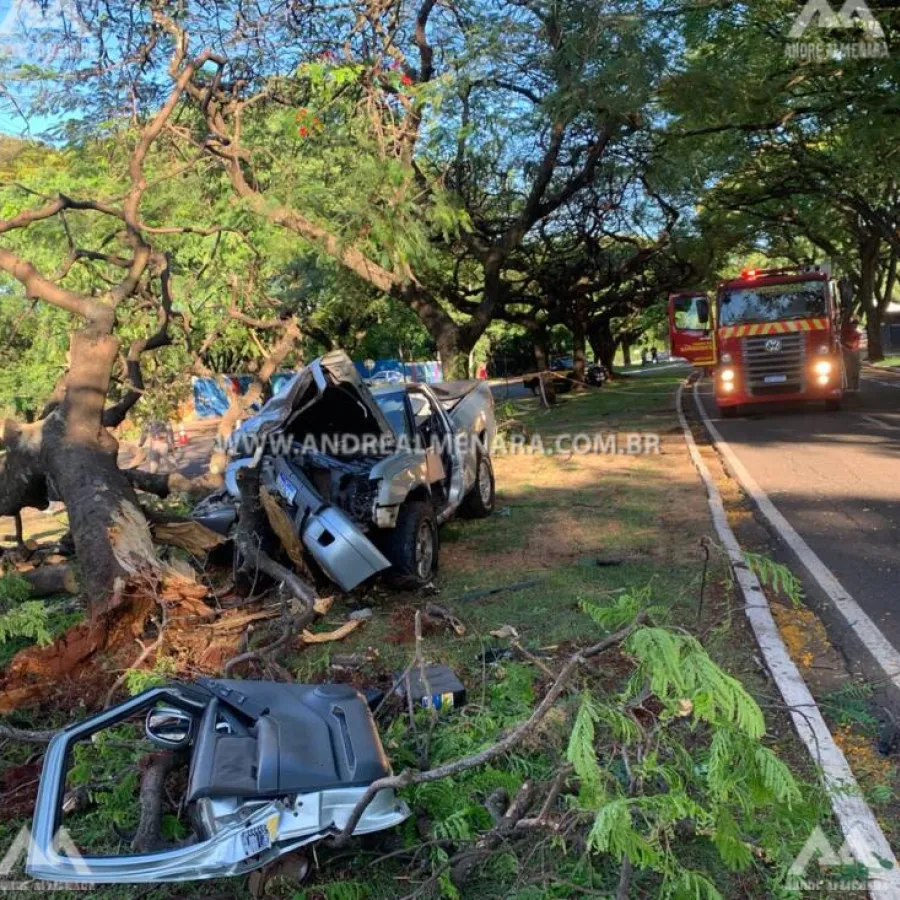 Motorista de camionete fica ferido ao bater contra árvore na Avenida Laguna