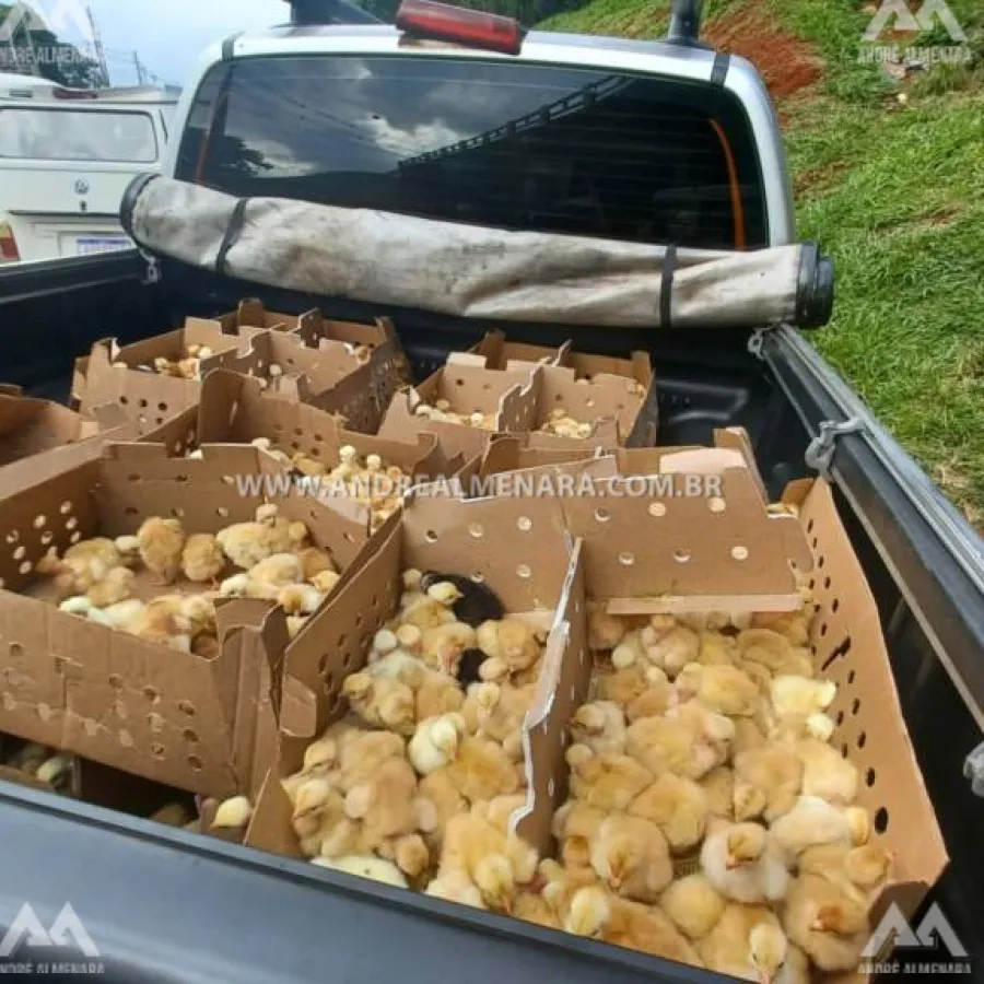 Kombi carregada com mais de 2 mil pintainhos despenca de pontilhão em Maringá