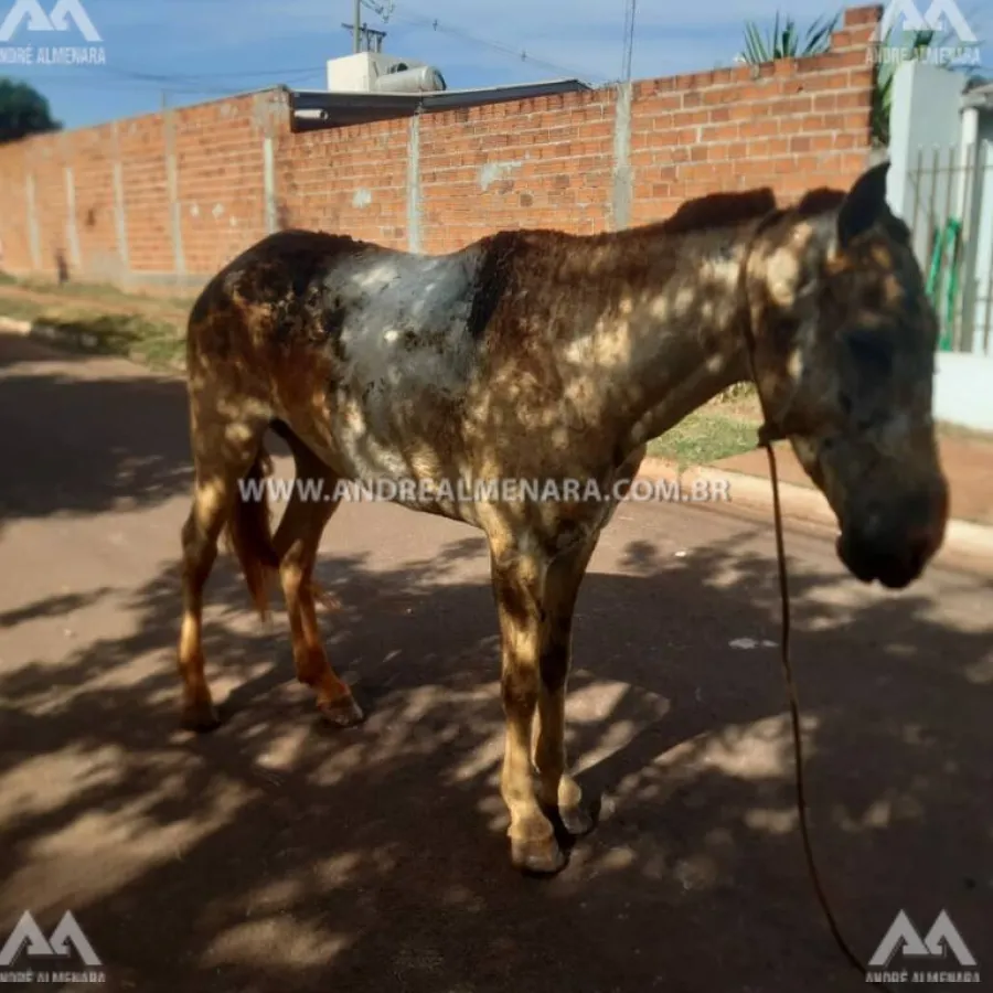 Polícia Civil de Sarandi procura por homem que ateou fogo em terreno que atingiu cavalo