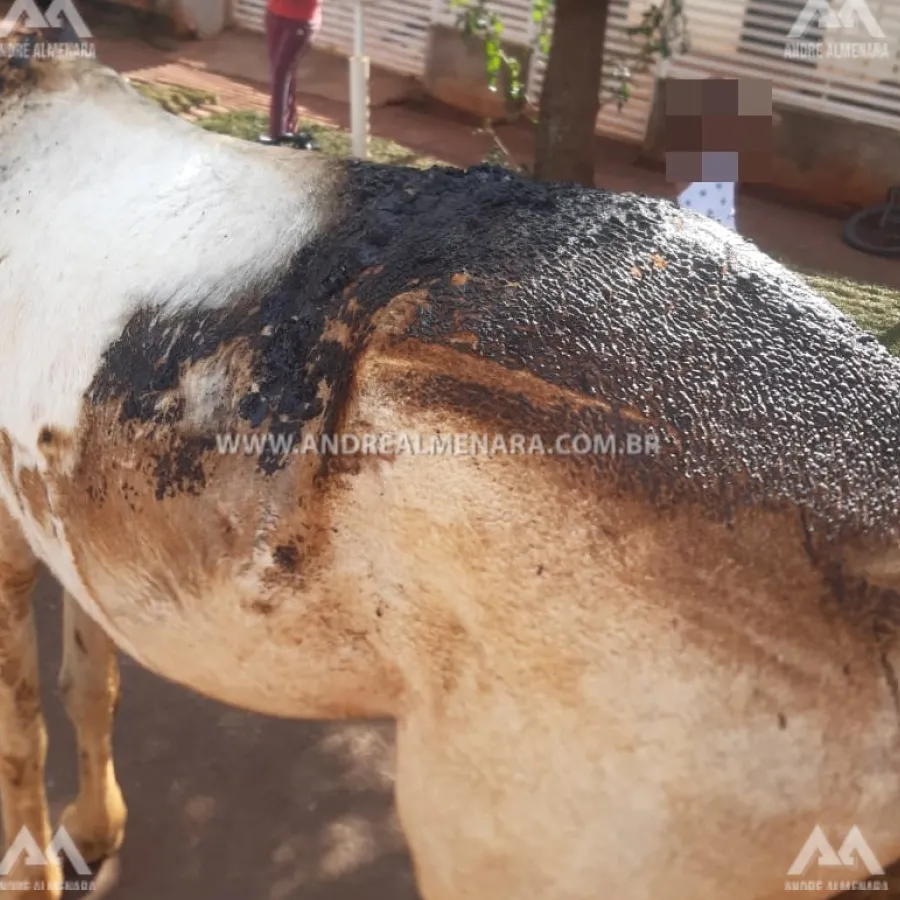 Polícia Civil de Sarandi procura por homem que ateou fogo em terreno que atingiu cavalo