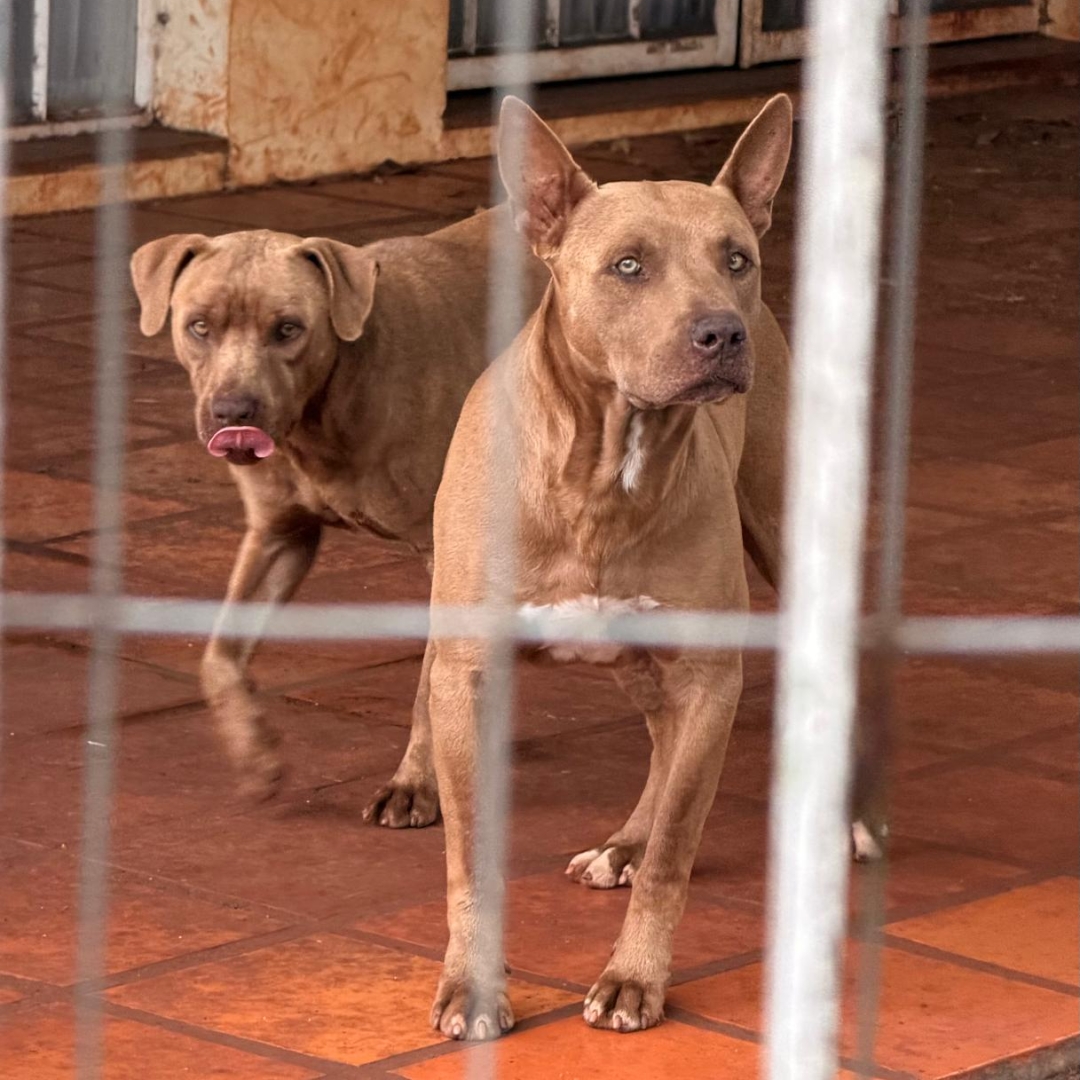 Tutor de cães pitbulls presta depoimento na polícia