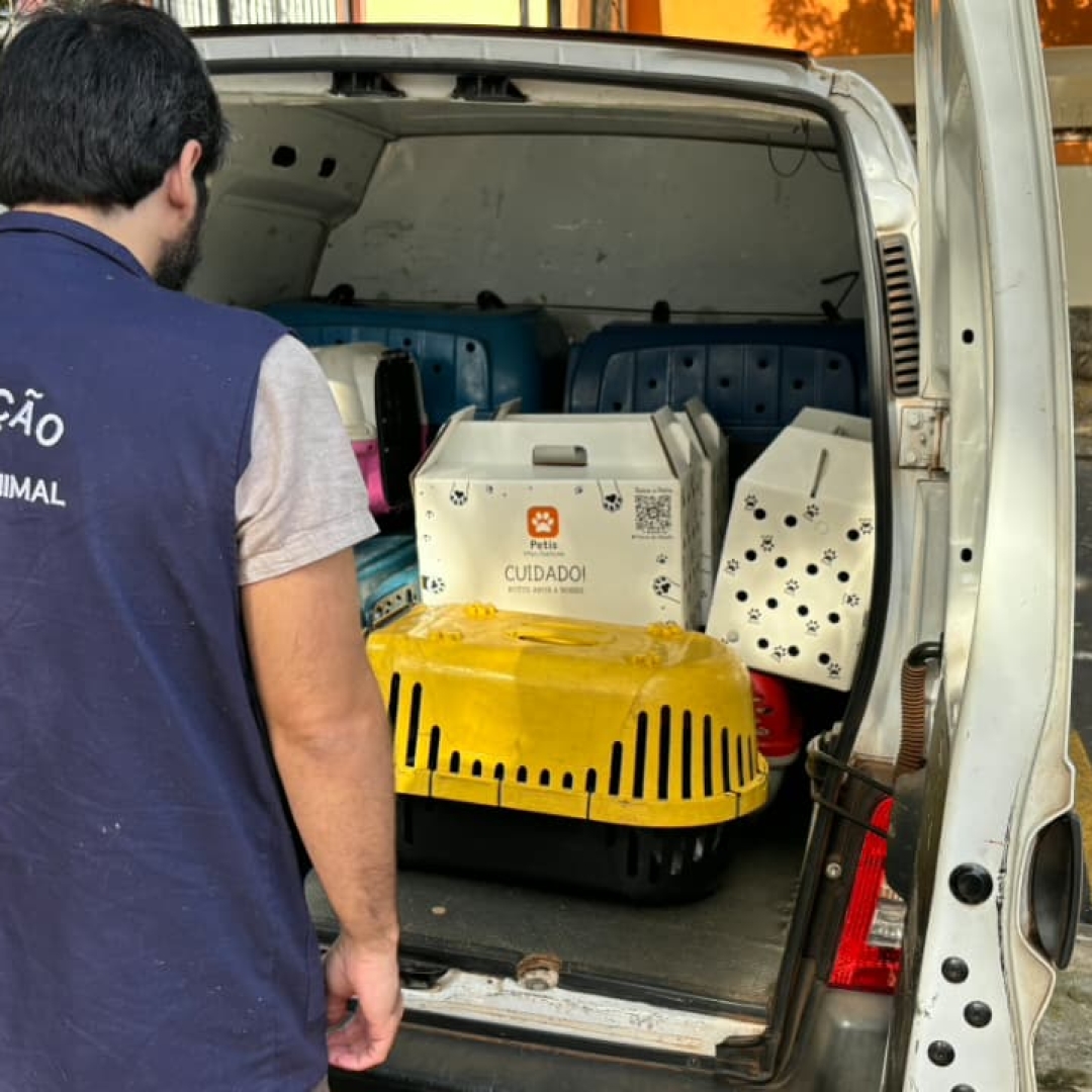 Secretaria de Bem-Estar Animal cumpre determinação do Ministério Público e retira gatos de residência após denúncias de maus-tratos