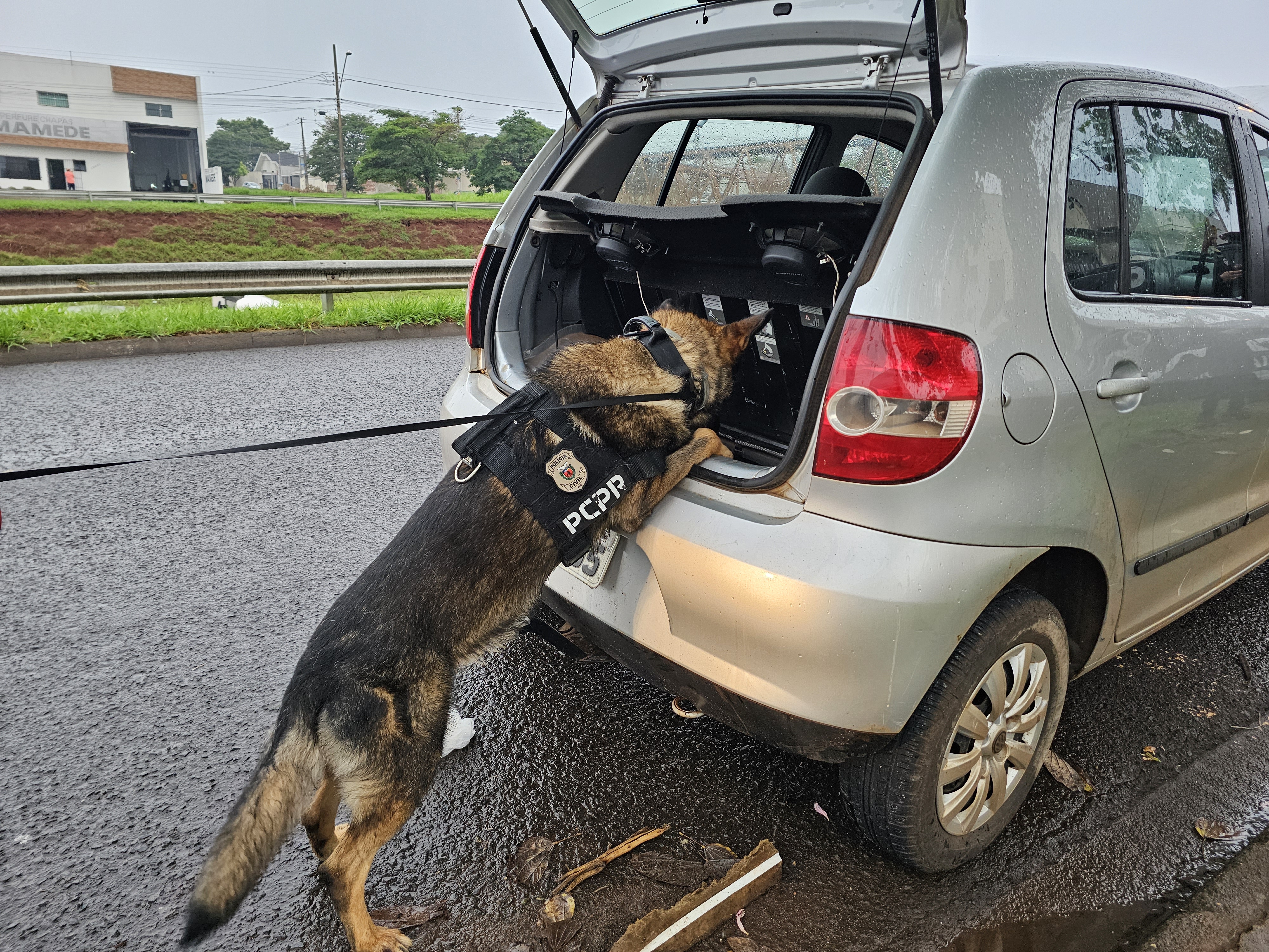 Delegacia Antitóxicos de Maringá apreende mais de três quilos de drogas e carro roubado